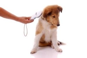 MIcrochip PET